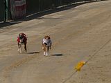 Golden Rabbit European Sandtrack-Derby Th. Ernst (149)